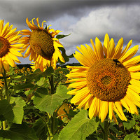 Buy canvas prints of Sunflowers by Darren Burroughs