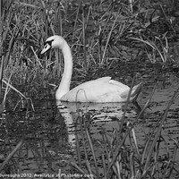 Buy canvas prints of Swan At RSPB Minsmere, Dunwich. by Darren Burroughs