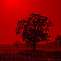 Buy canvas prints of Tree Sunrise #2 by Darren Burroughs