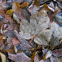 Buy canvas prints of Winter leaves by Darren Burroughs