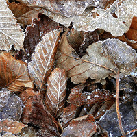 Buy canvas prints of Winter leaves by Darren Burroughs