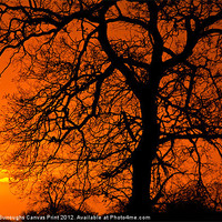 Buy canvas prints of Sunrise Tree Silhouette by Darren Burroughs