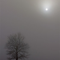Buy canvas prints of Tree In The Mist by Darren Burroughs