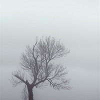 Buy canvas prints of Winter Mist by Darren Burroughs