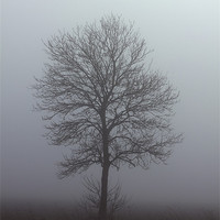 Buy canvas prints of Winter Tree by Darren Burroughs