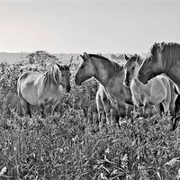 Buy canvas prints of Minsmere Konic Horses by Darren Burroughs