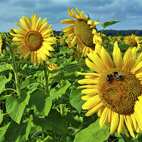 Buy canvas prints of Sunflowers by Darren Burroughs