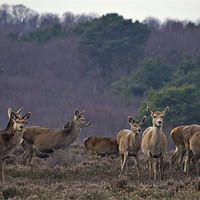 Buy canvas prints of Deer by Darren Burroughs