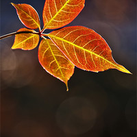 Buy canvas prints of Leaf In Sun by Darren Burroughs