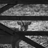 Buy canvas prints of Muntjac  And Bars by Darren Burroughs
