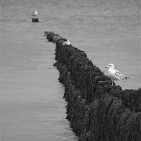 Buy canvas prints of Cromer Gulls by Darren Burroughs