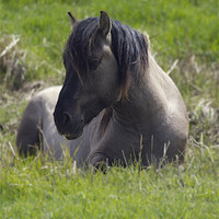Buy canvas prints of Konic Horse by Darren Burroughs