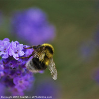 Buy canvas prints of Bee On Lavender by Darren Burroughs