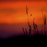 Buy canvas prints of Silhouette Grasses At Sunset by Darren Burroughs