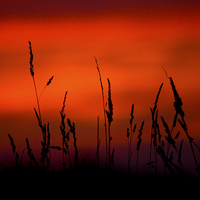 Buy canvas prints of Silhouette Grasses At Sunset #2 by Darren Burroughs