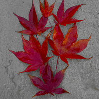 Buy canvas prints of Acer Leaves On A Textured Background by Darren Burroughs