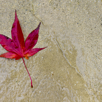 Buy canvas prints of Acer Leaf On A Textured Background by Darren Burroughs