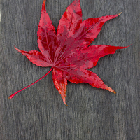Buy canvas prints of Acer Leaf On A Textured Background by Darren Burroughs