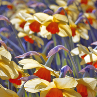Buy canvas prints of Daffodil Days by Darren Burroughs