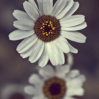 Buy canvas prints of Daisies by Darren Burroughs