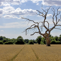 Buy canvas prints of  Once Mighty Tree by Darren Burroughs