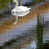 Buy canvas prints of  Swan Reflections by Darren Burroughs