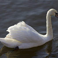 Buy canvas prints of Swan In Motion by Darren Burroughs