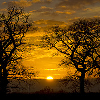 Buy canvas prints of Sunrise through winter trees by Darren Burroughs