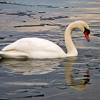 Buy canvas prints of Swan On Frozen water by Darren Burroughs