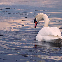 Buy canvas prints of Swan On Frozen water by Darren Burroughs
