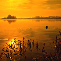 Buy canvas prints of Golden Lake Sunrise by Darren Burroughs