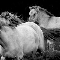 Buy canvas prints of KoniK Horses at Minsmere by Darren Burroughs