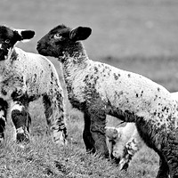 Buy canvas prints of Spring Lambs by Darren Burroughs