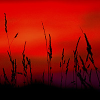 Buy canvas prints of Grass Sunset. by Darren Burroughs