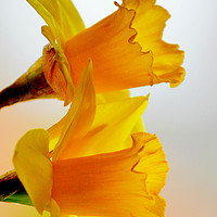 Buy canvas prints of Dreamy Daffodils by Darren Burroughs
