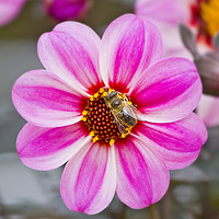 Buy canvas prints of Bees On Dahlia by Darren Burroughs