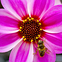 Buy canvas prints of Bees On Dahlia by Darren Burroughs