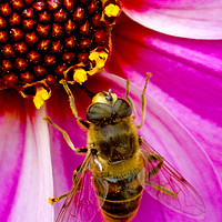 Buy canvas prints of Bee On Dahlia by Darren Burroughs