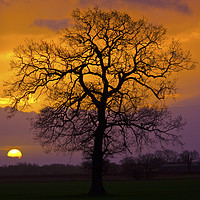 Buy canvas prints of Sunrise Winter Tree. by Darren Burroughs