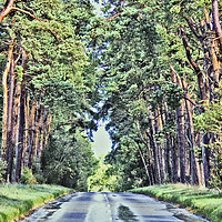 Buy canvas prints of Road through the Forest. by Darren Burroughs