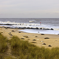 Buy canvas prints of Seals with Pups on Winterton Beach by Darren Burroughs
