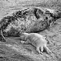 Buy canvas prints of Seal pup Feeding by Darren Burroughs