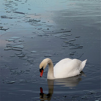 Buy canvas prints of Swan floating on Frozen Water by Darren Burroughs