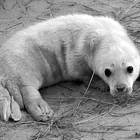 Buy canvas prints of Seal Pup by Darren Burroughs