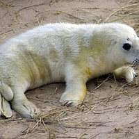 Buy canvas prints of Seal Pup by Darren Burroughs
