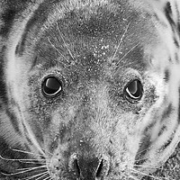 Buy canvas prints of Grey Seal In Black And White by Darren Burroughs