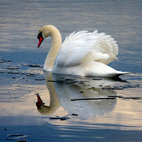 Buy canvas prints of Swan on Ice by Darren Burroughs