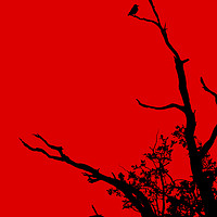 Buy canvas prints of Bird In Tree. by Darren Burroughs