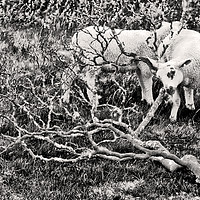 Buy canvas prints of Sheep in Monotone. by Darren Burroughs