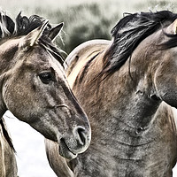 Buy canvas prints of Konik Horses. by Darren Burroughs